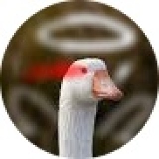 Sh00Keth_Bish avatar