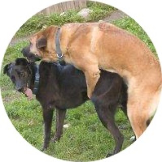 Doggystylememess avatar