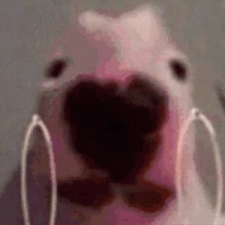 Deadmemernotuplouding avatar