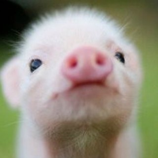 professor_Piggy avatar