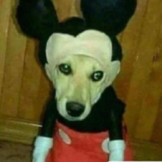 BrazilianExplorer400 avatar