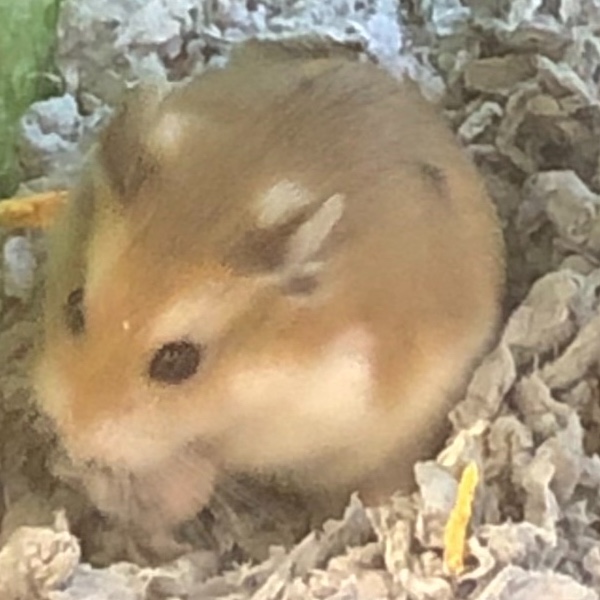 Hey_howdy_hey avatar