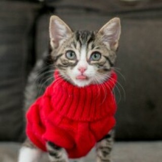 Thelittlekitten avatar