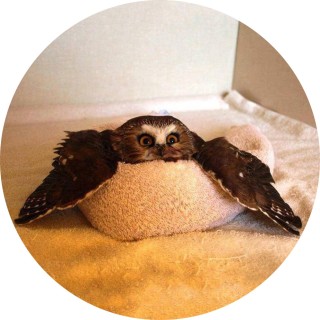 owl_in_a_towel avatar
