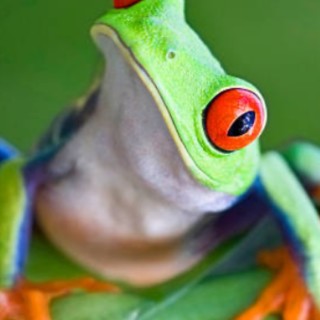 Rubberchicken101 avatar