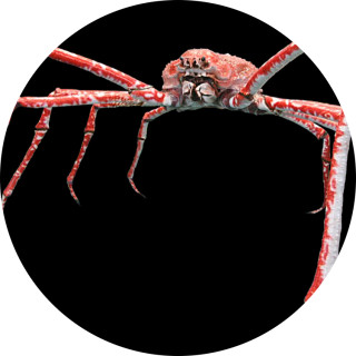 crustacean_broe avatar