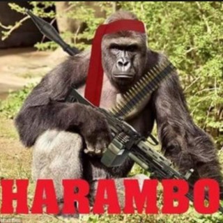 harambaeback avatar