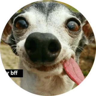 puppyfluff_disneyrose avatar