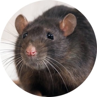 the_rat_in_your_cabin avatar