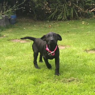 memer_boi12345 avatar