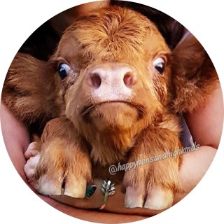 ciara_callinan avatar