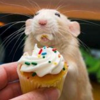 Rats_are_life avatar