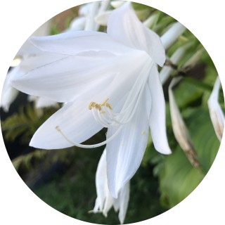 photography_girl avatar