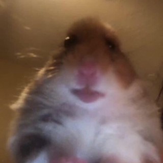 The_Meme_Lord66 avatar