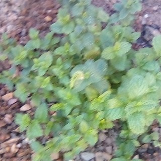 Thecoolspitefullkid avatar