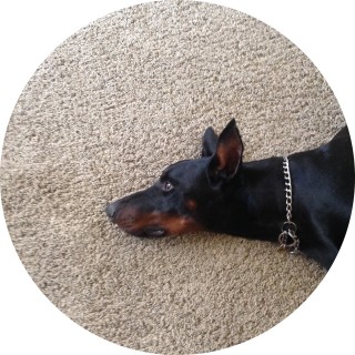 portugueseprince avatar