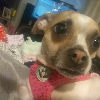 Lyingfancypants avatar