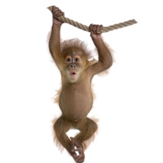 BabyMonkey1 avatar