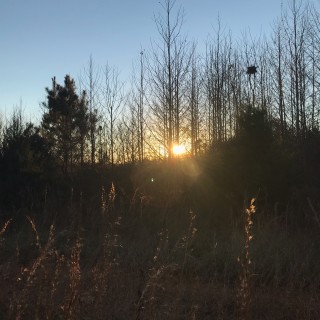 Avacado_Memes_8 avatar