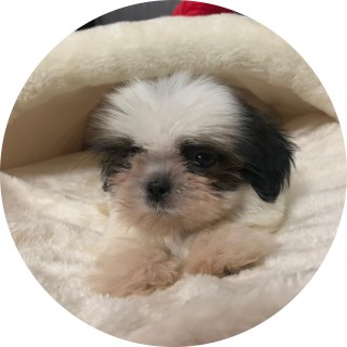 mrs.aartimalik avatar