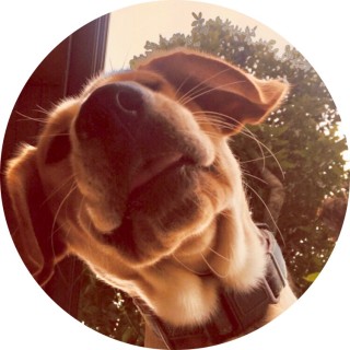 dream_to_meme avatar