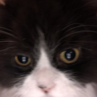 memermann1059 avatar