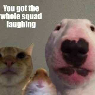 dogefromtheshibas avatar