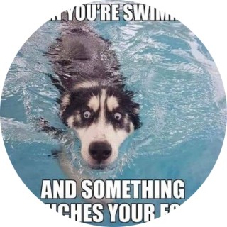 meme_lordd101 avatar