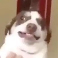 daynethedoggo avatar