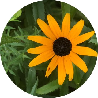 estelle_devon avatar