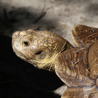 Creamcheese21 avatar