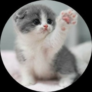 xxXCoolCatXxx avatar