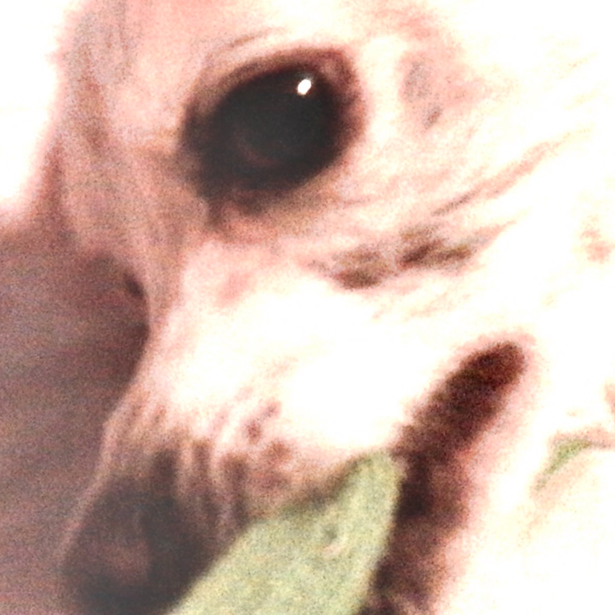 Zaneinthevein avatar