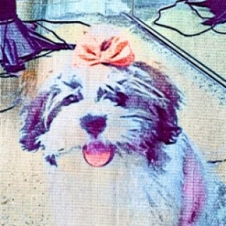 at_cakeie_adi1234 avatar