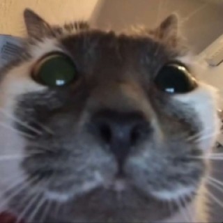 Kindpotataox5 avatar