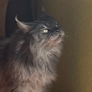 TheScaredChild123 avatar