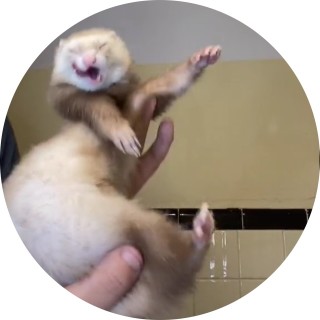 thatnoodleguy avatar