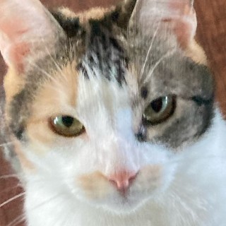 weezie_the_cat avatar