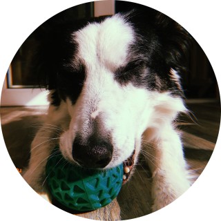 Phoenix_beagle avatar