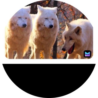 yunghumanfaith avatar