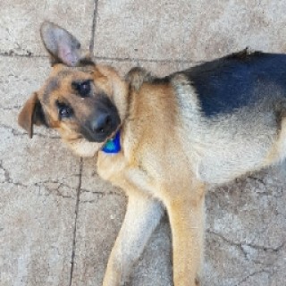 Chaotic_Gamerz avatar