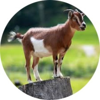 goosethegnome avatar