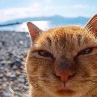 masteroogwaylikesyou avatar