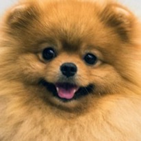 PumpkinVictoria avatar