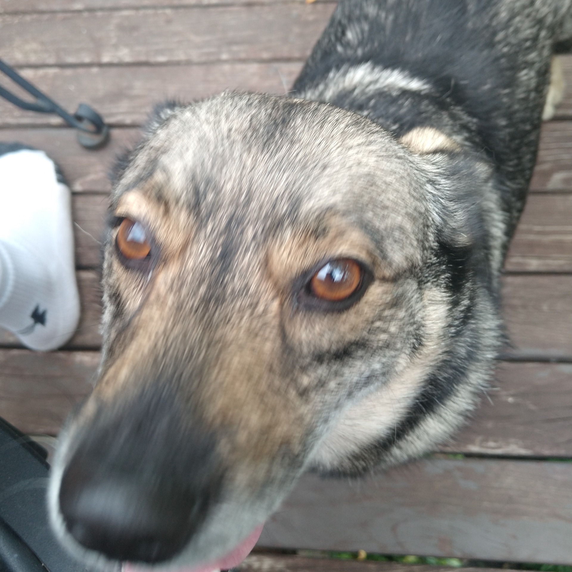 absorbentsponge avatar