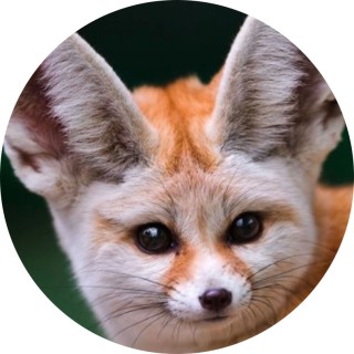 CaramelVixen_gamez avatar