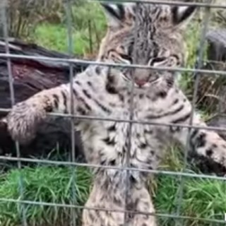 rum_tum_tuger avatar