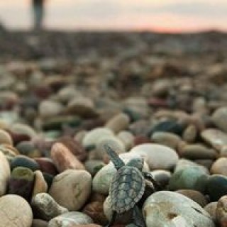 navinasingh09 avatar