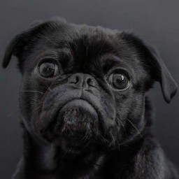 KaidenWhite22 avatar