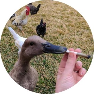 iLikeDuck avatar